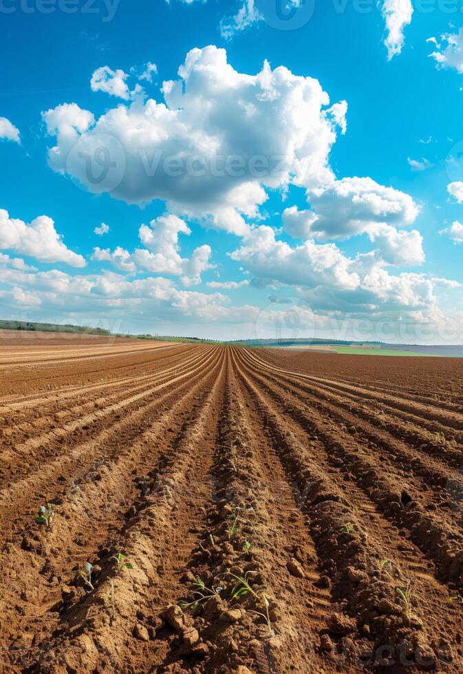 AI generated Furrows. Agricultural field on which grow up young potatoes photo