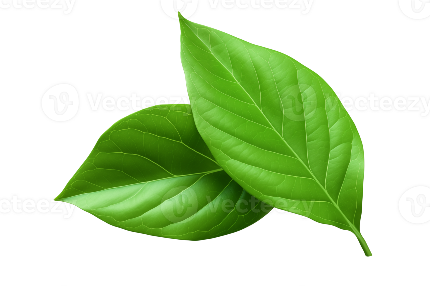 AI generated Green leaves element png