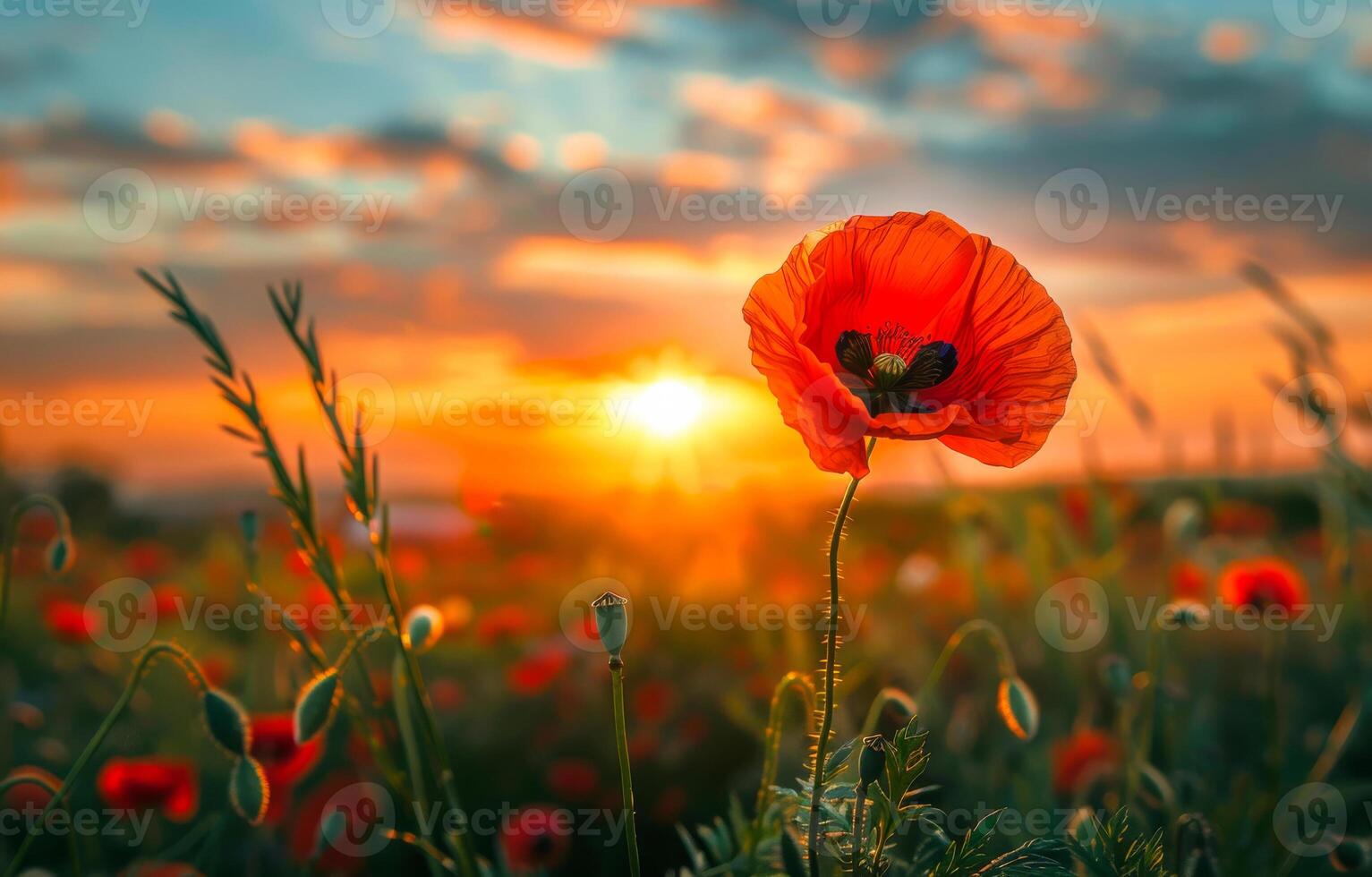 AI generated Red poppy in the field at sunset photo