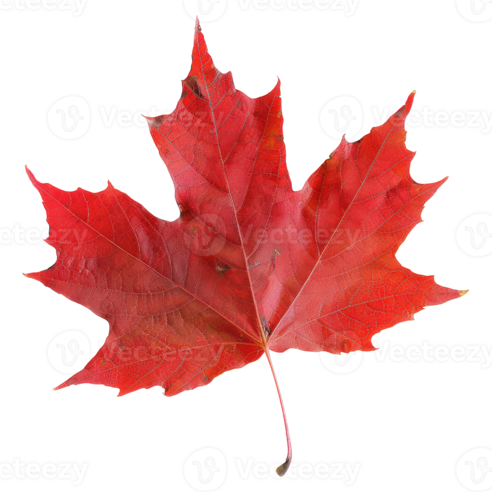 AI generated red maple leaf isolated on transaprent background. Canadian national flag symbol leaf cutout clipart png