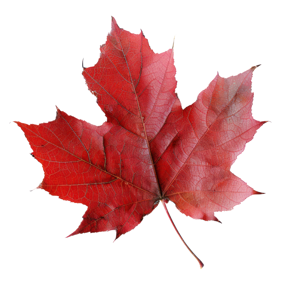 AI generated red maple leaf isolated on transaprent background png