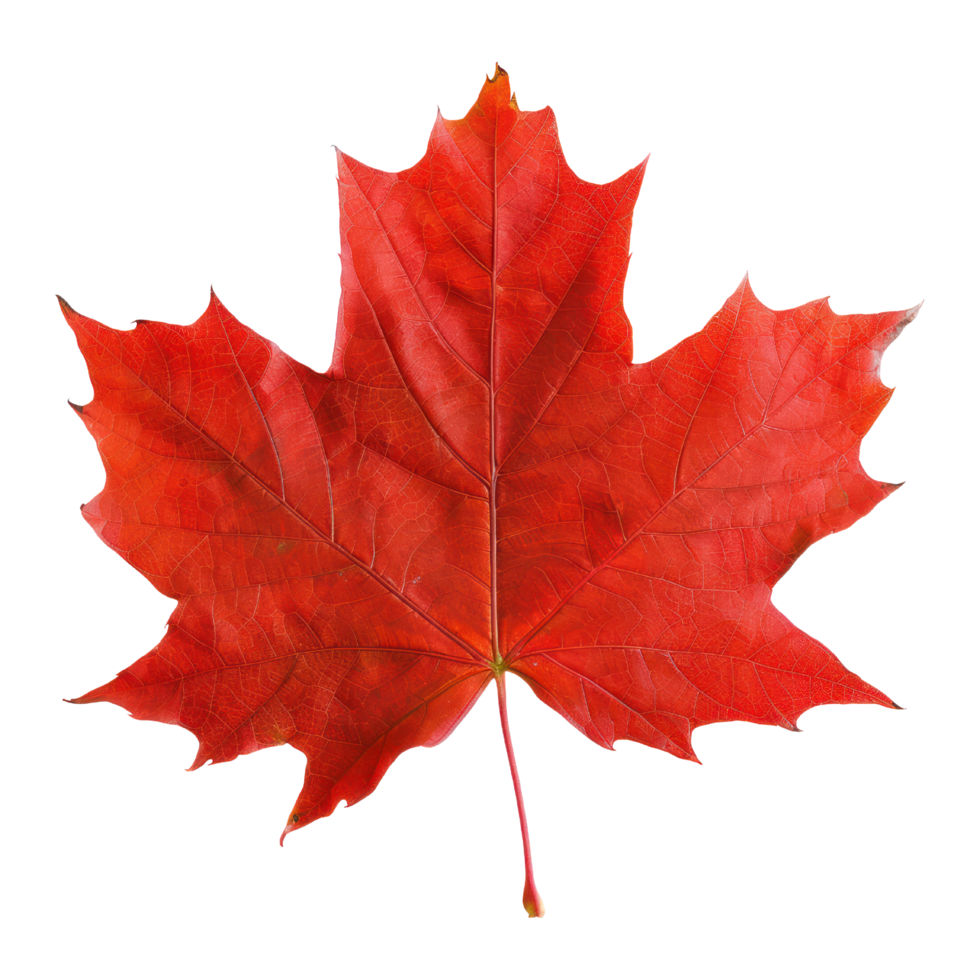 AI generated red maple leaf isolated on transaprent background. Canadian national flag symbol leaf cutout clipart png