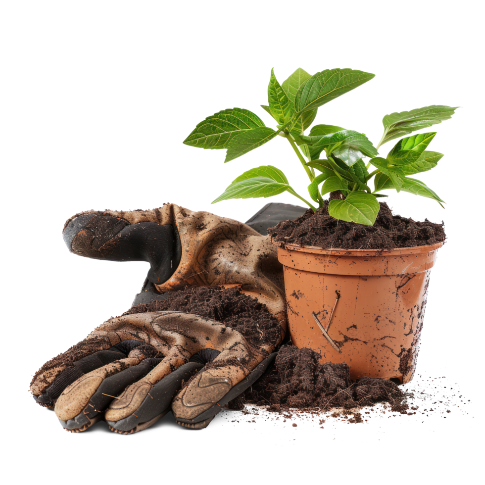AI generated Soil Stained Gardening Gloves Paired with Potted Plant isolated on transparent background png