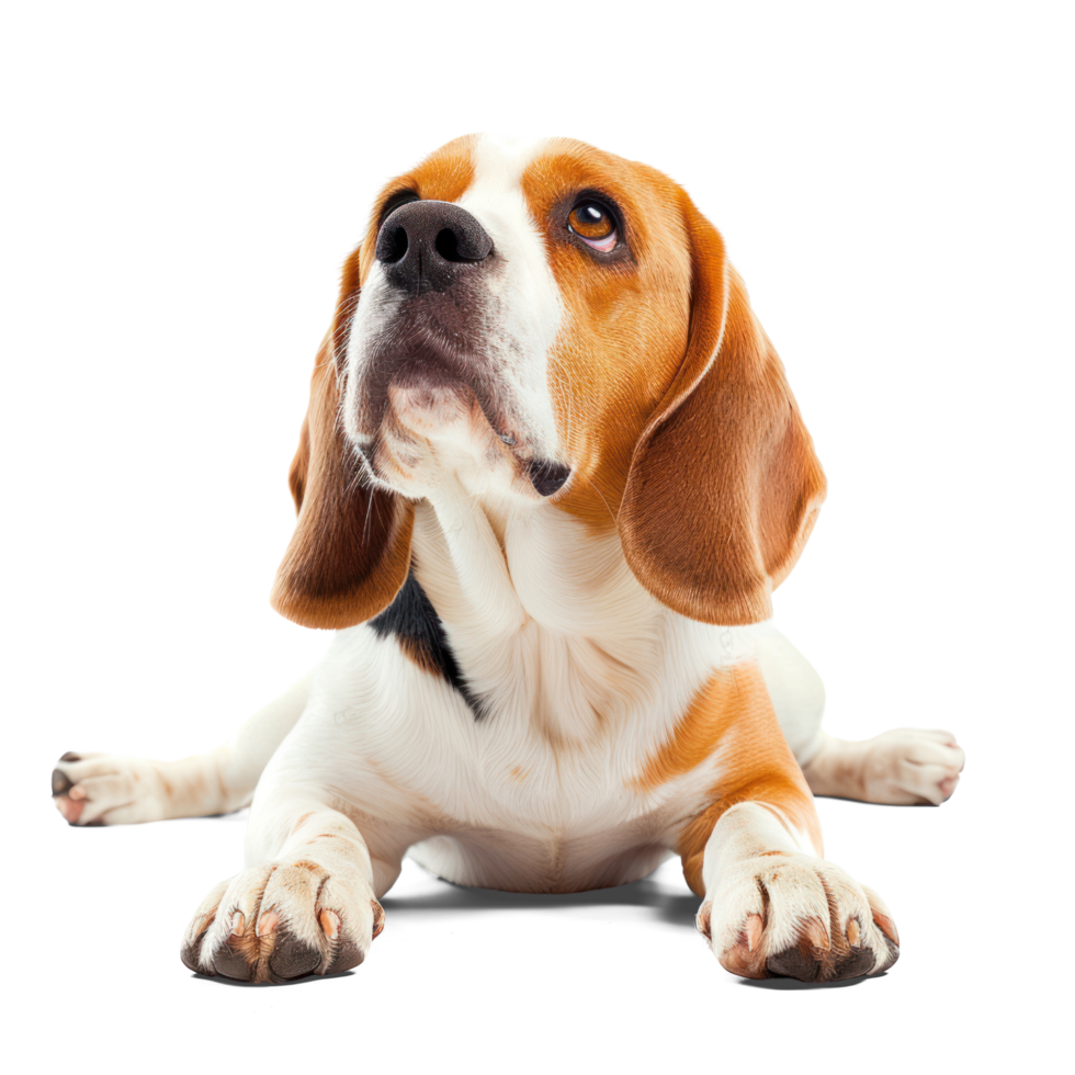 AI generated Playful Beagle dog on Transparent Background. Curious dog cutout PNG