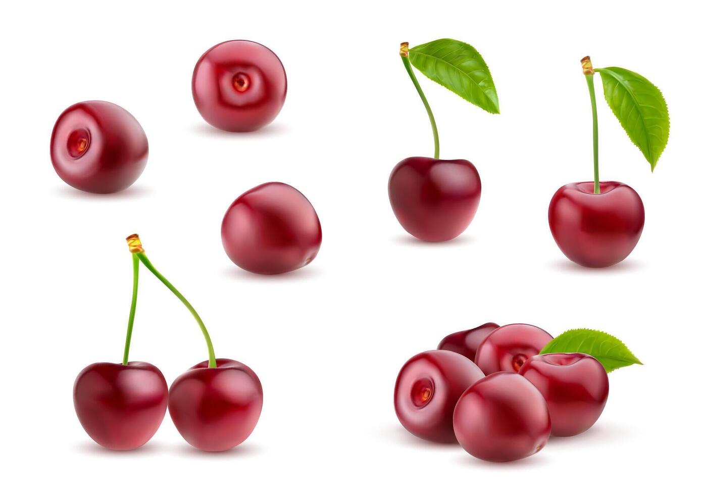 Realistic ripe cherry, isolated red cherry berry vector