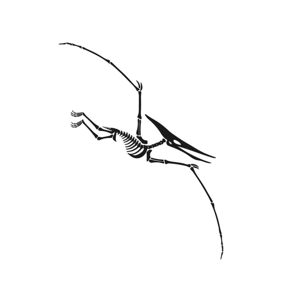 Pterodactylus dinosaur skeleton of Jurassic dino vector