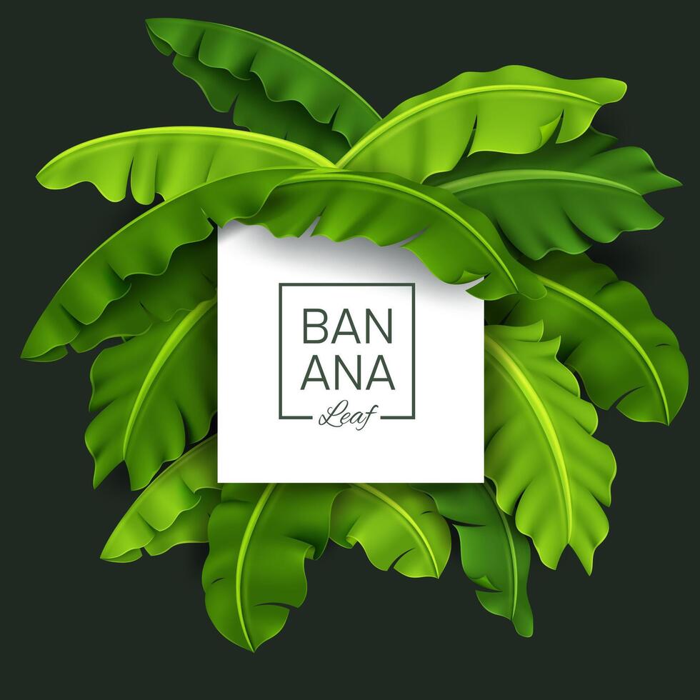 Banana Leaves Banner, Green Tropical Leaf, Realistic and Look Fresh, Vector Illustration