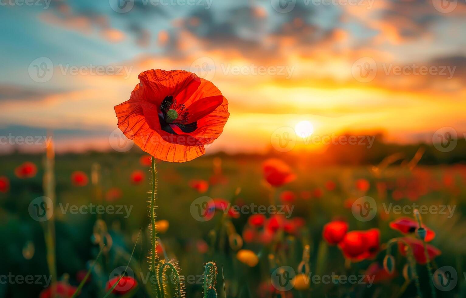 AI generated Poppy flower close up on background of sunset photo