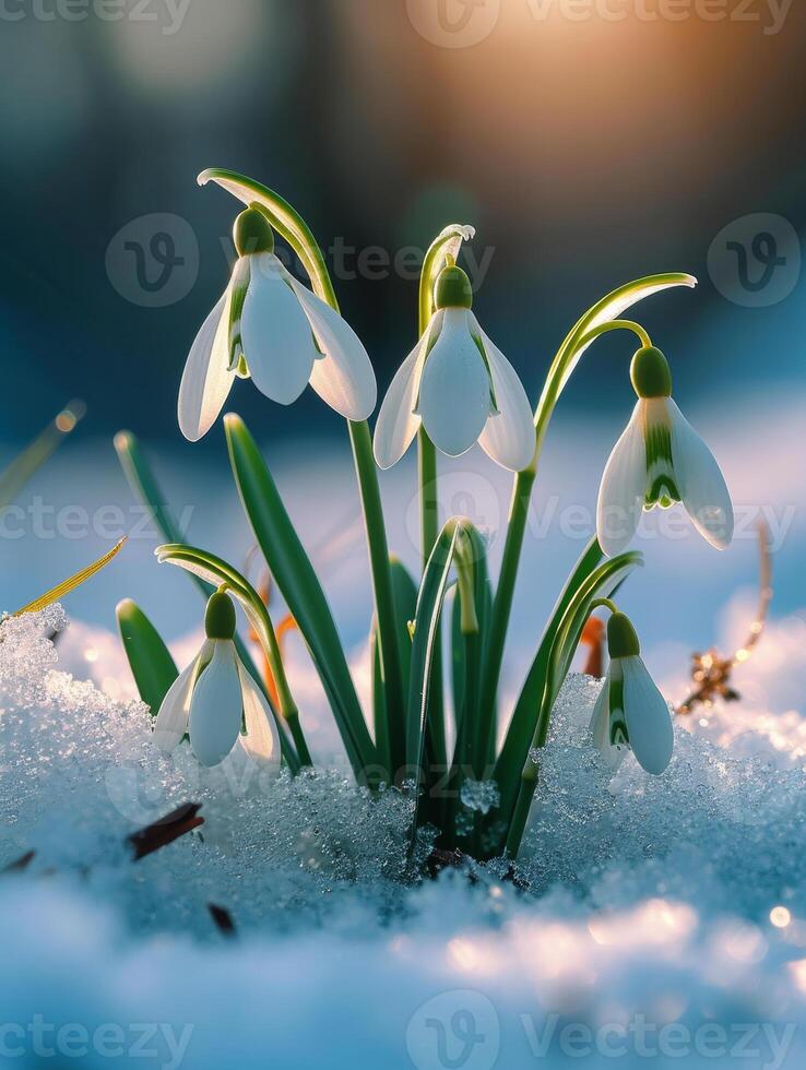 AI generated Beautiful white snowdrops in the first rays of the sun. Snowdrops photo