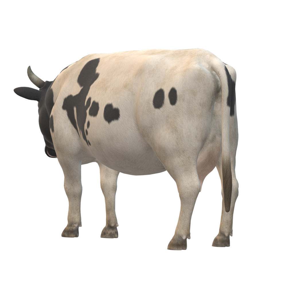 Black and white spotted cow 3D Rendering png