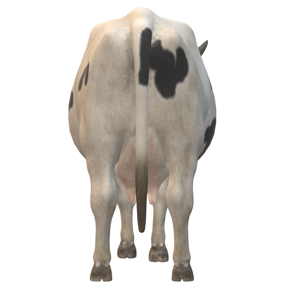 Black and white spotted cow 3D Rendering png