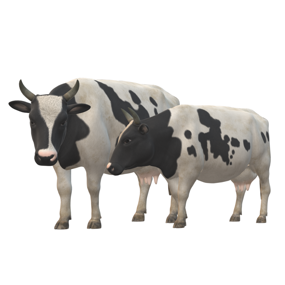 Black and white spotted cow 3D Rendering png