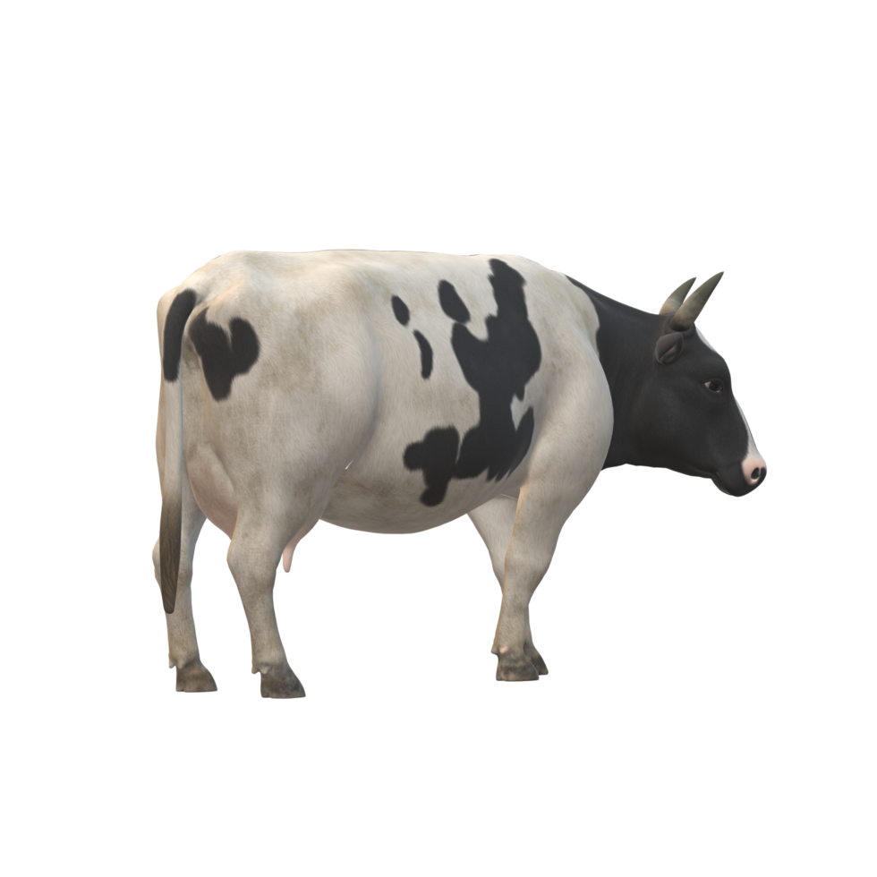 Black and white spotted cow 3D Rendering png