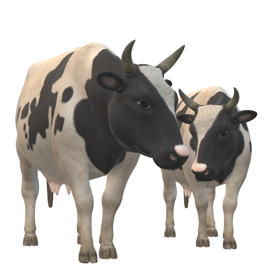 Black and white spotted cow 3D Rendering png