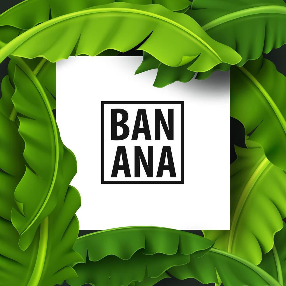 Banana Leaves Banner, Green Tropical Leaf, Realistic and Look Fresh, Vector Illustration