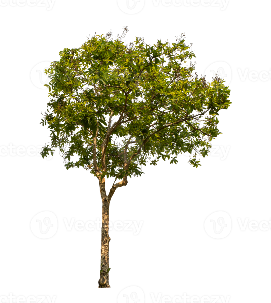 vert arbre isolé sur transparent Contexte avec coupure chemin, Célibataire arbre avec coupure chemin et alpha canal png