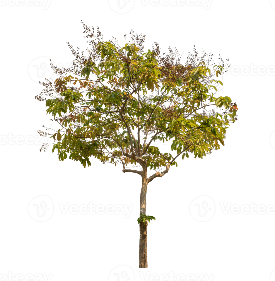 Green tree isolated on transparent background with clipping path, single tree with clipping path and alpha channel png