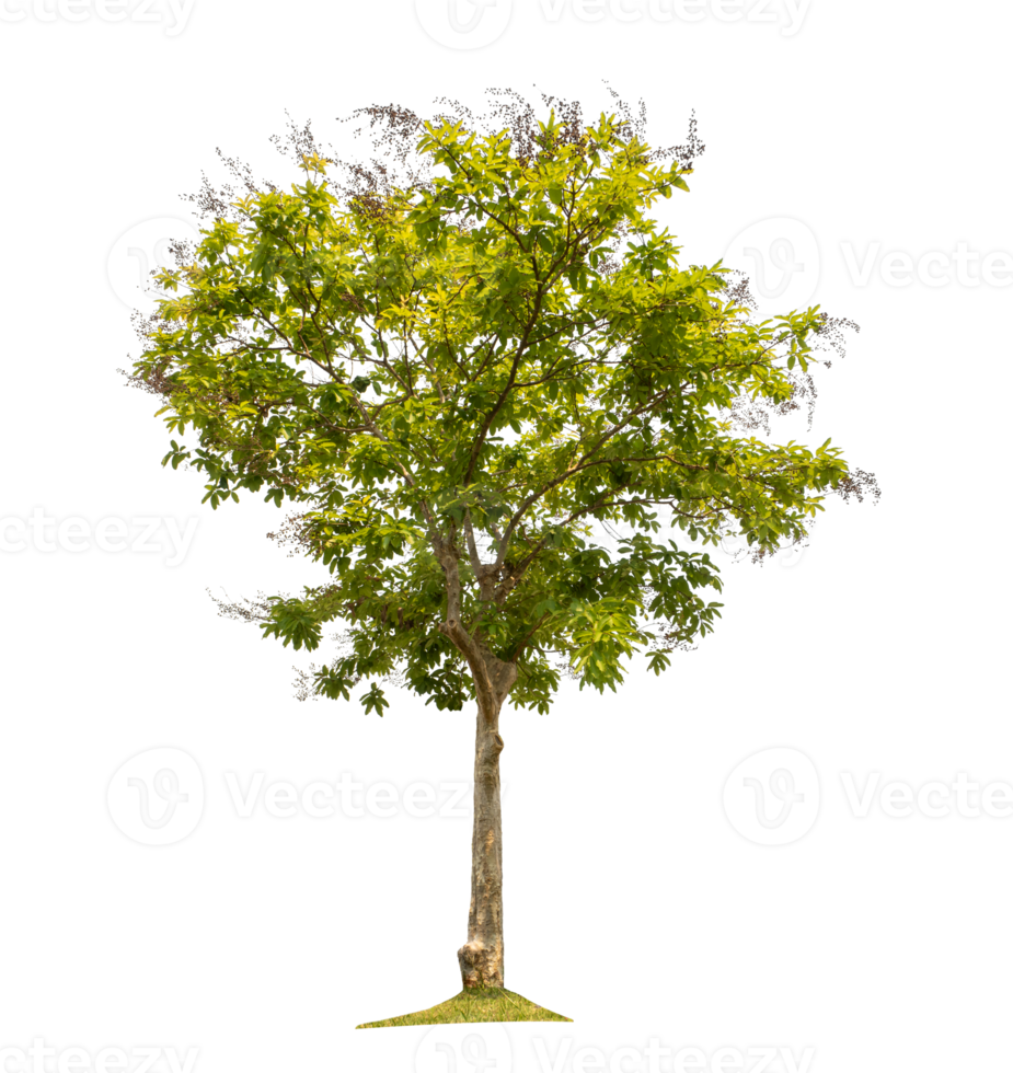 Green tree isolated on transparent background with clipping path, single tree with clipping path and alpha channel png