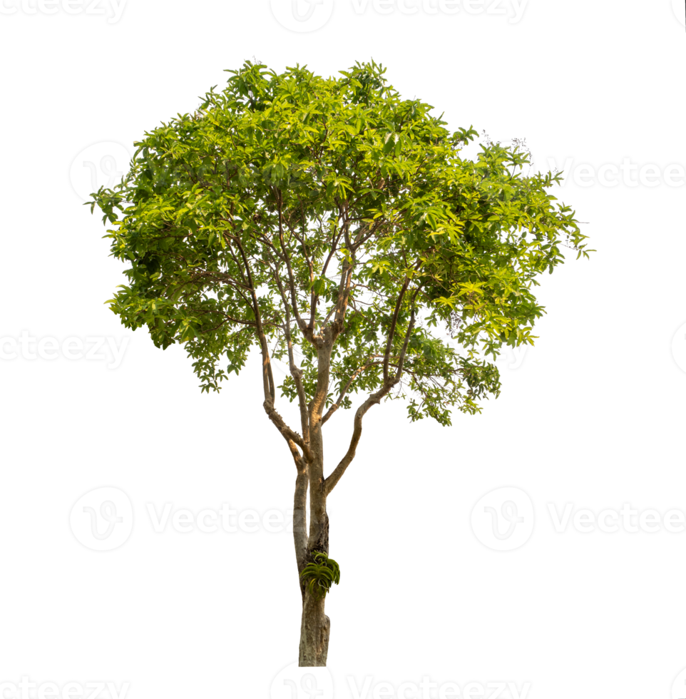 Green tree isolated on transparent background with clipping path, single tree with clipping path and alpha channel png