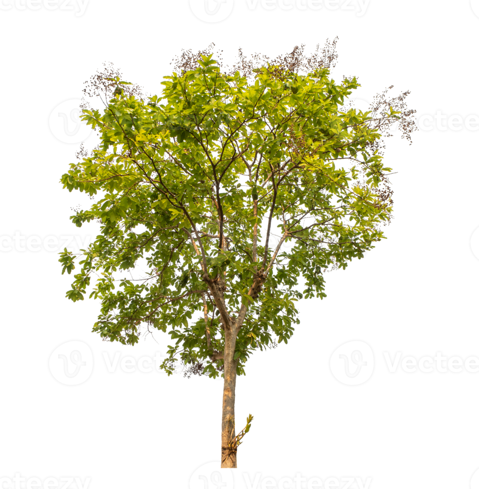 Green tree isolated on transparent background with clipping path, single tree with clipping path and alpha channel png