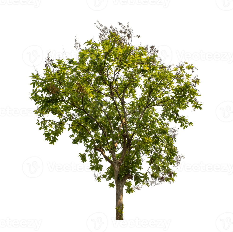 Green tree isolated on transparent background with clipping path, single tree with clipping path and alpha channel png