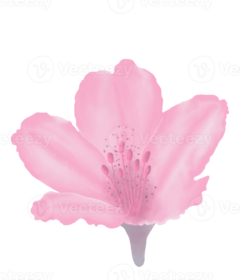 Hand-Drawn Pink Azalea Blooms - Spring Flower Illustration png