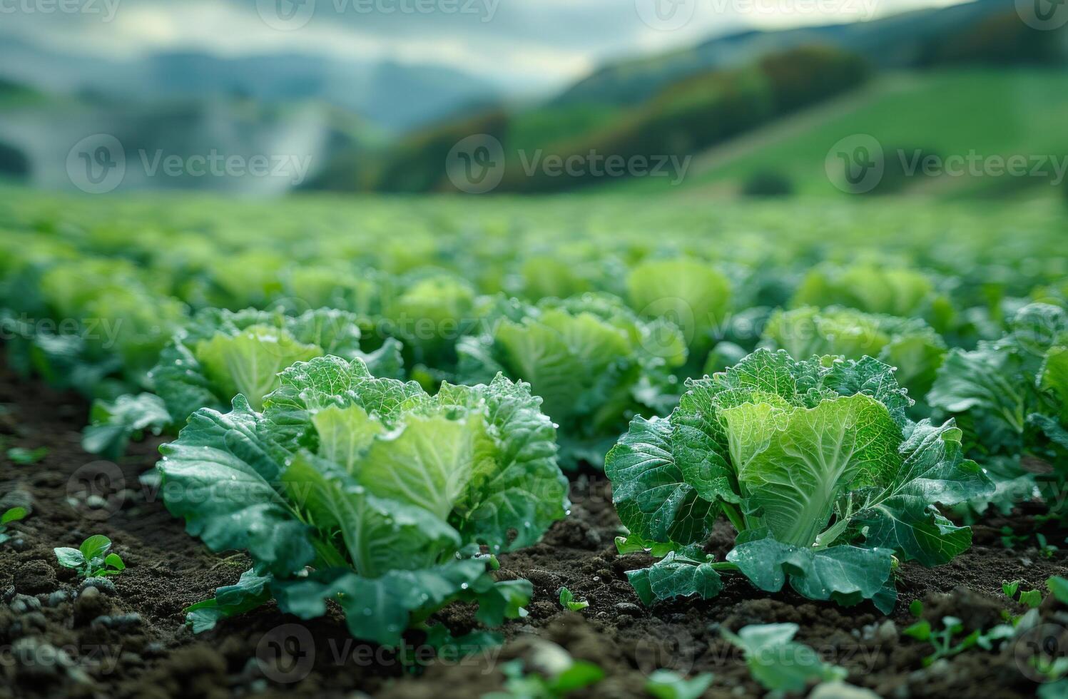 AI generated Fresh green cabbage growing on the field photo