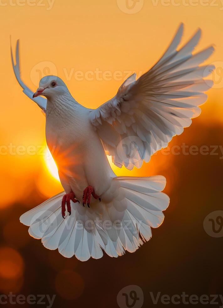 ai generado blanco paloma. un blanco Paloma volador en el cielo a puesta de sol foto