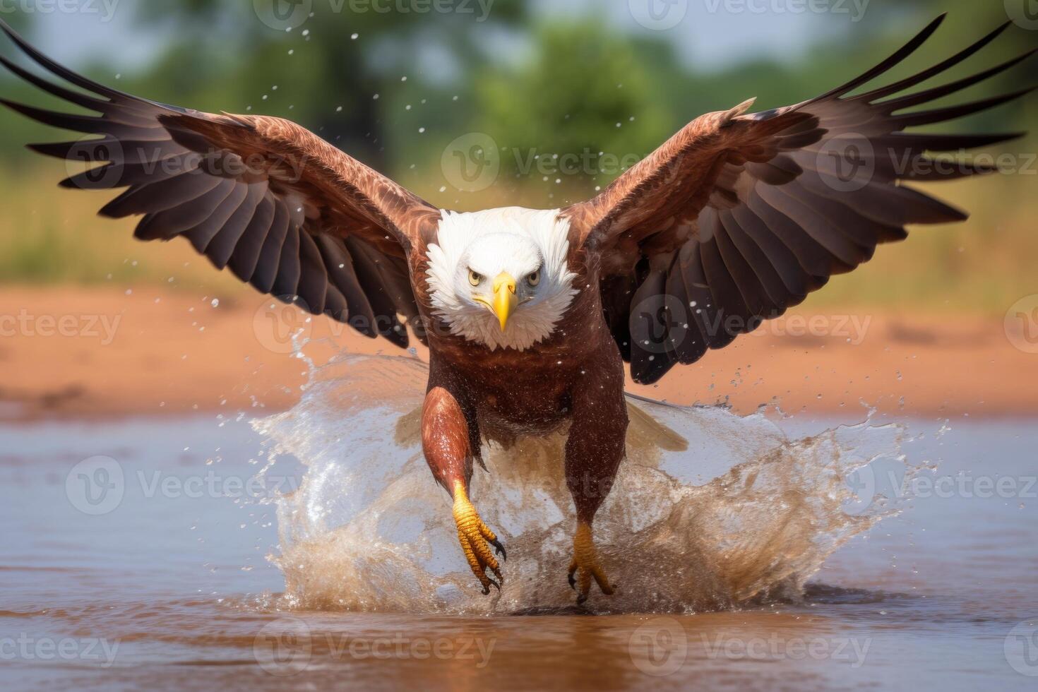AI generated Majestic African fish eagle. Fishing in a river in the wilderness during a safari expedition photo