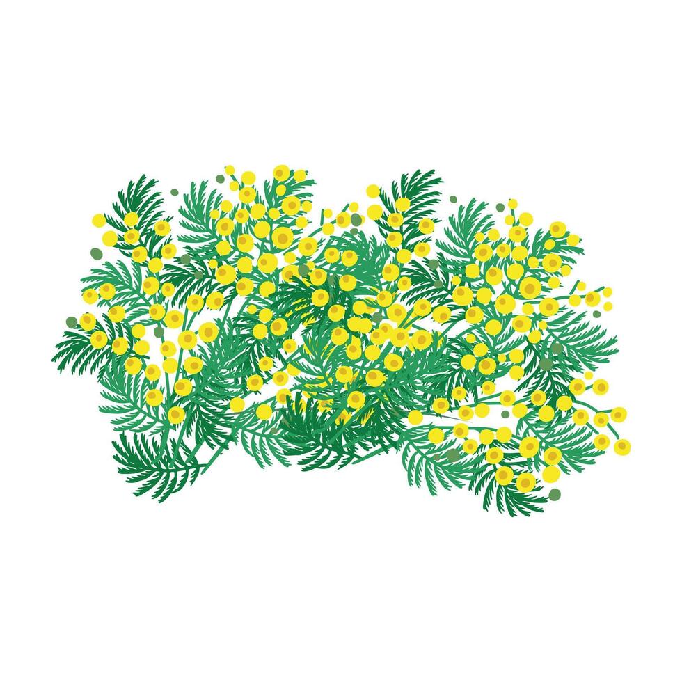 vector hand drawn mimosa illustration on white background