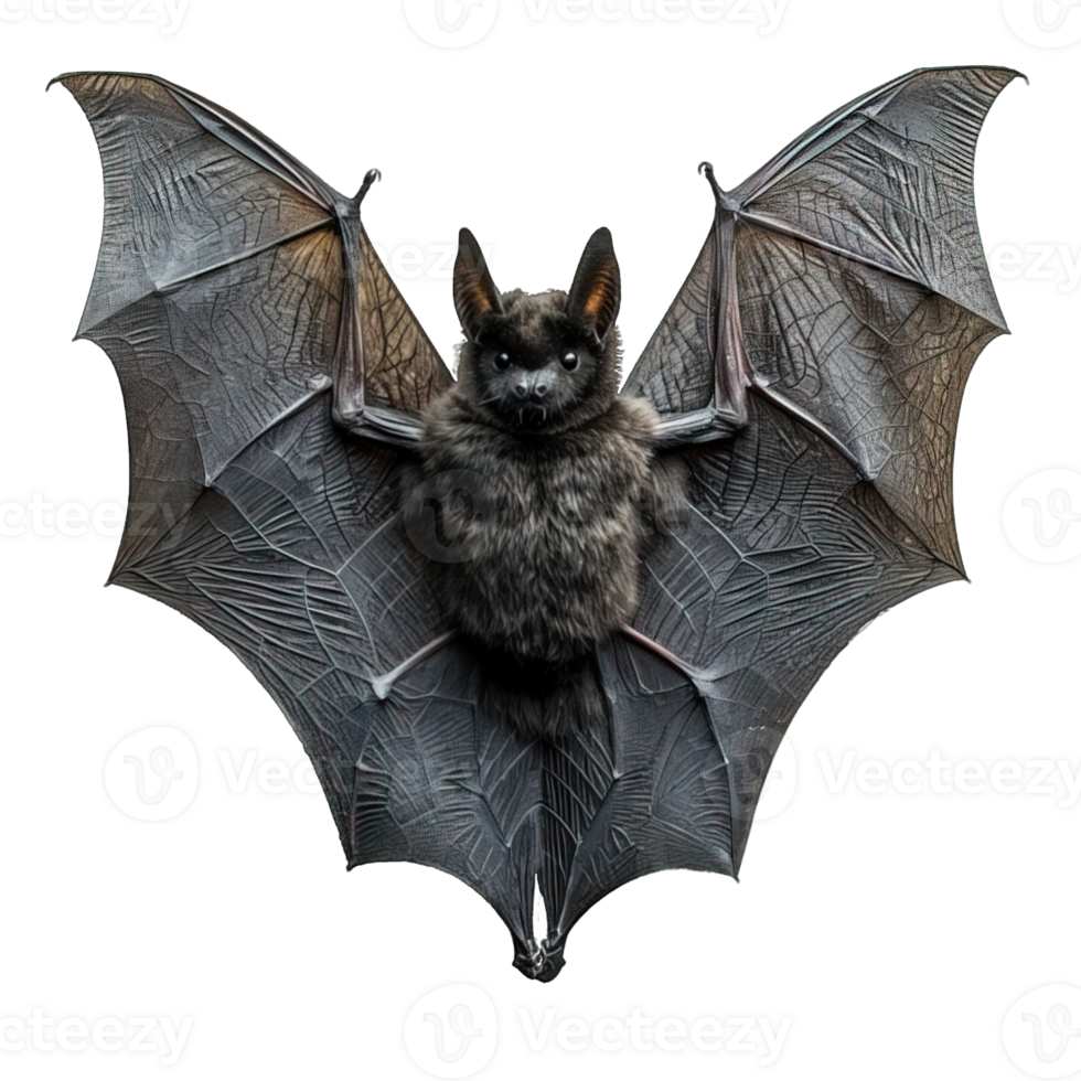 AI generated Bat Front View Isolated on Transparent Background ,generative ai png