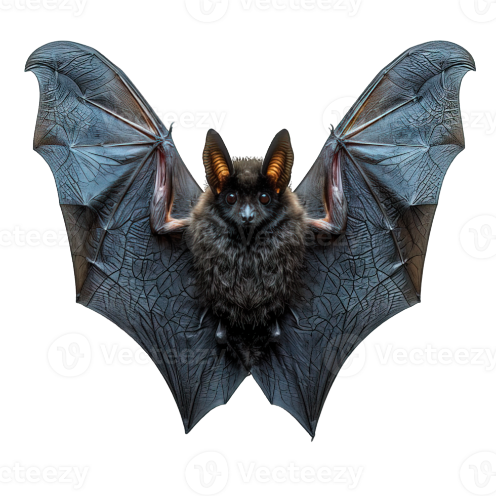 AI generated Bat Front View Isolated on Transparent Background ,generative ai png