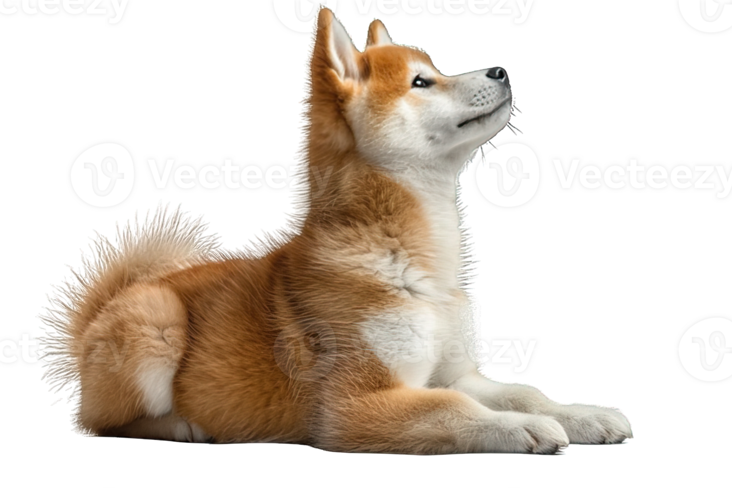 AI generated Side view golden Akita Inu Dog Isolated on Transparent Background ,generative ai png