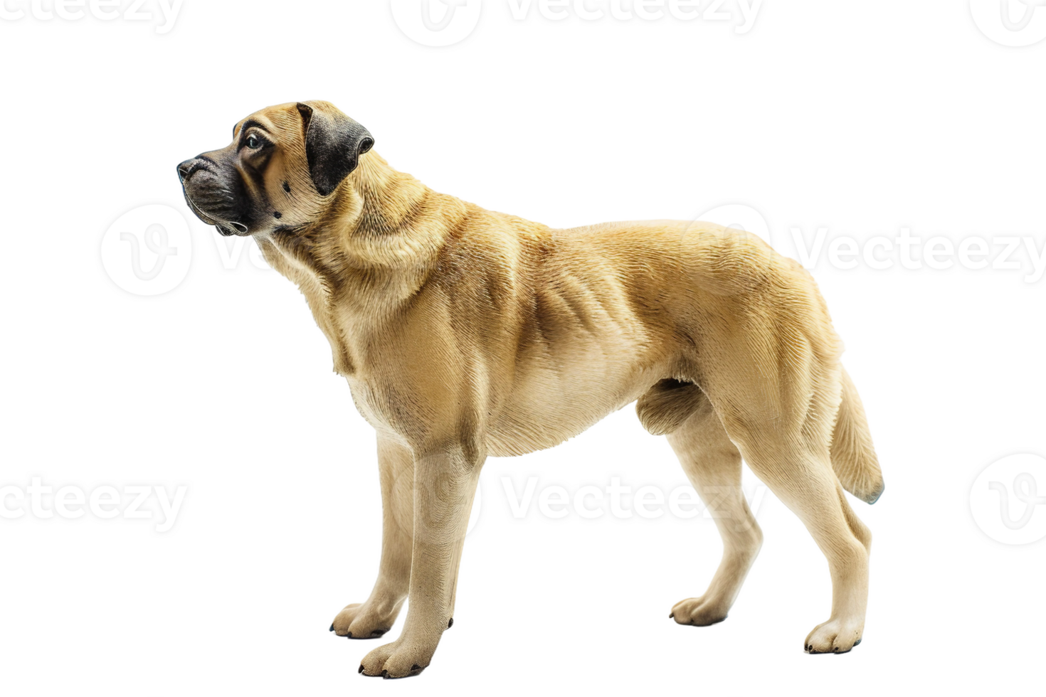 AI generated Anatolian Shepherd Dog On Transparent Background. png