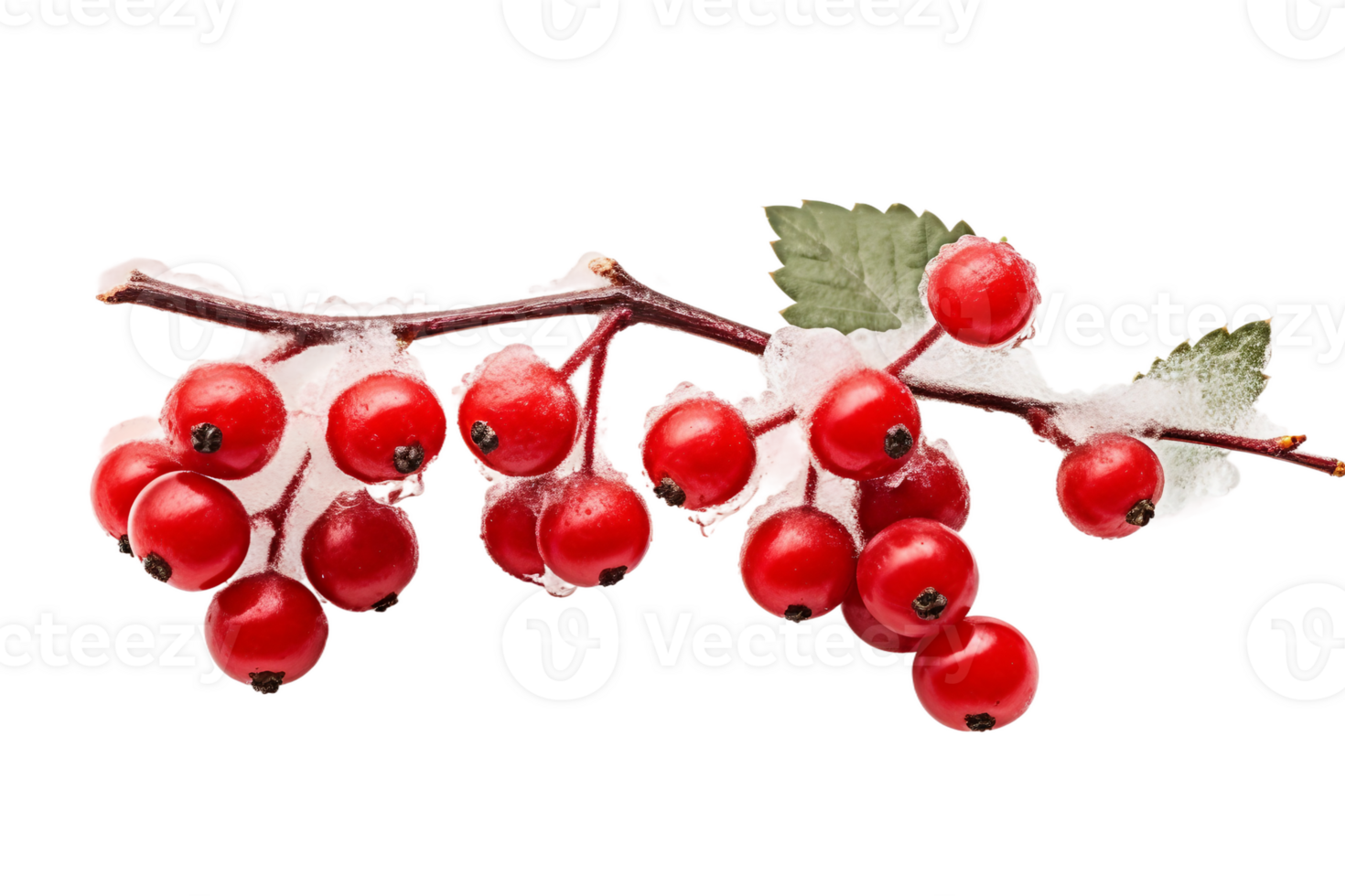 AI generated Twig Berries On Transparent Background png