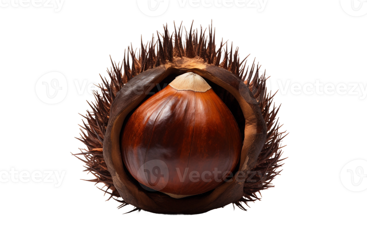 AI generated Toasted Chestnut on Transparent Background. png