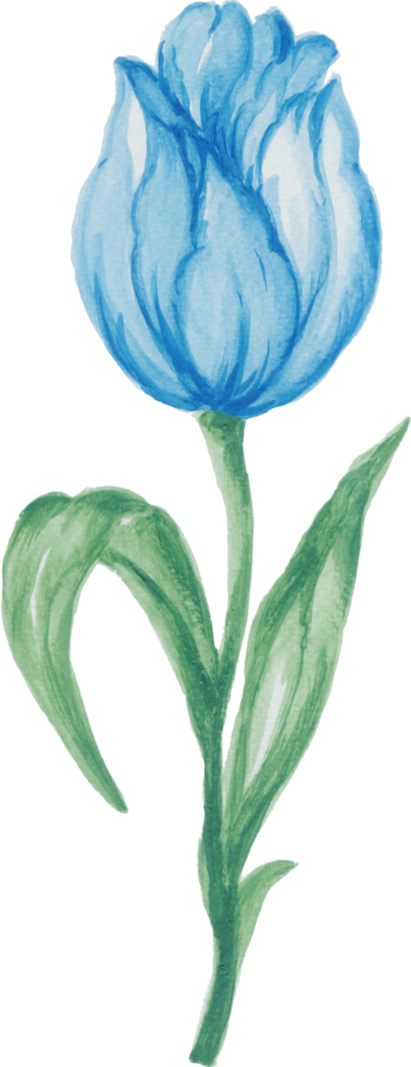 Isolated watercolor Foliage leaf flower spring tulips field png