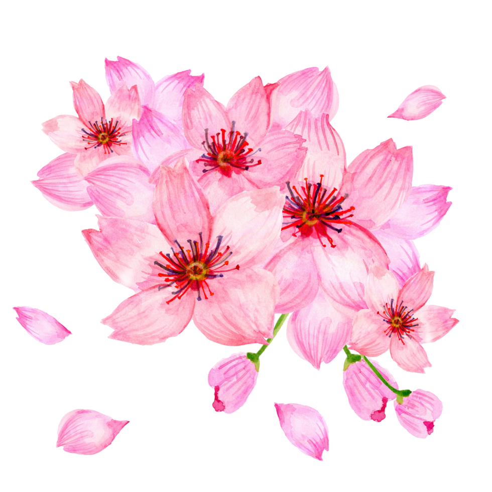 acuarela marco guirnalda frontera sakura Cereza florecer png