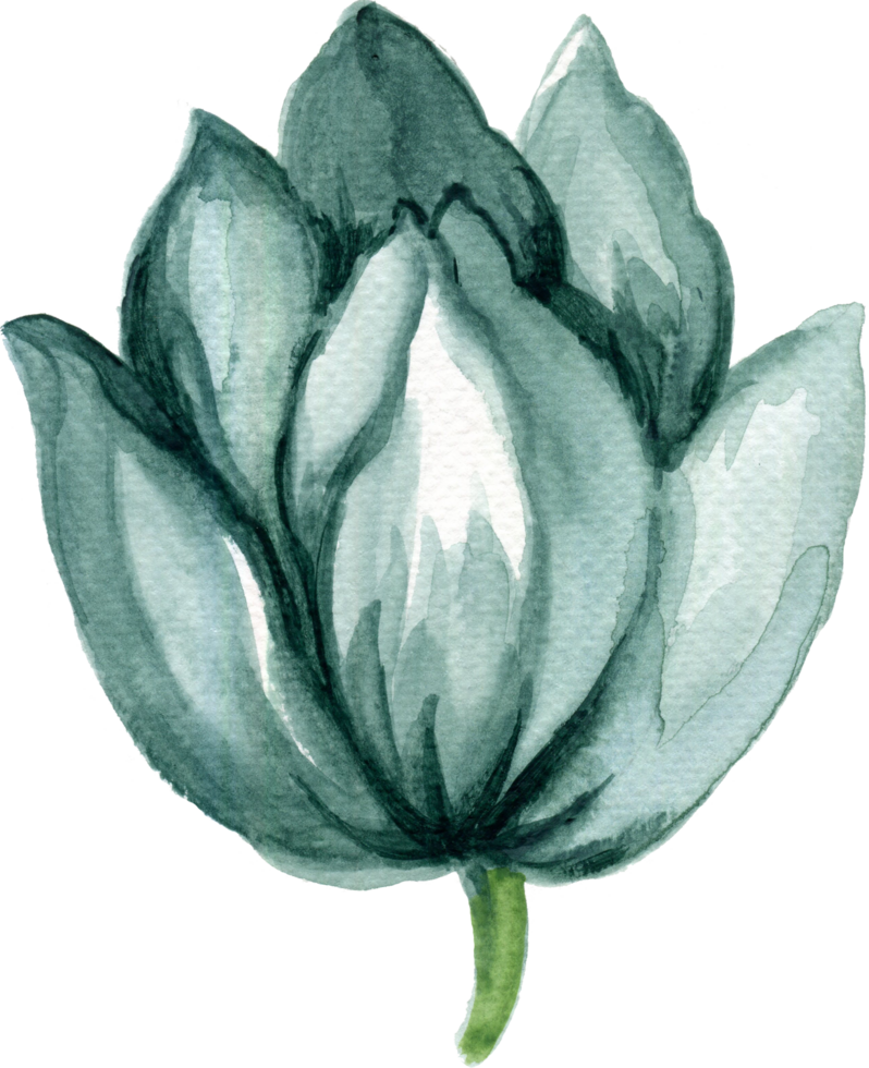 isolato acquerello fogliame foglia fiore primavera tulipani campo png