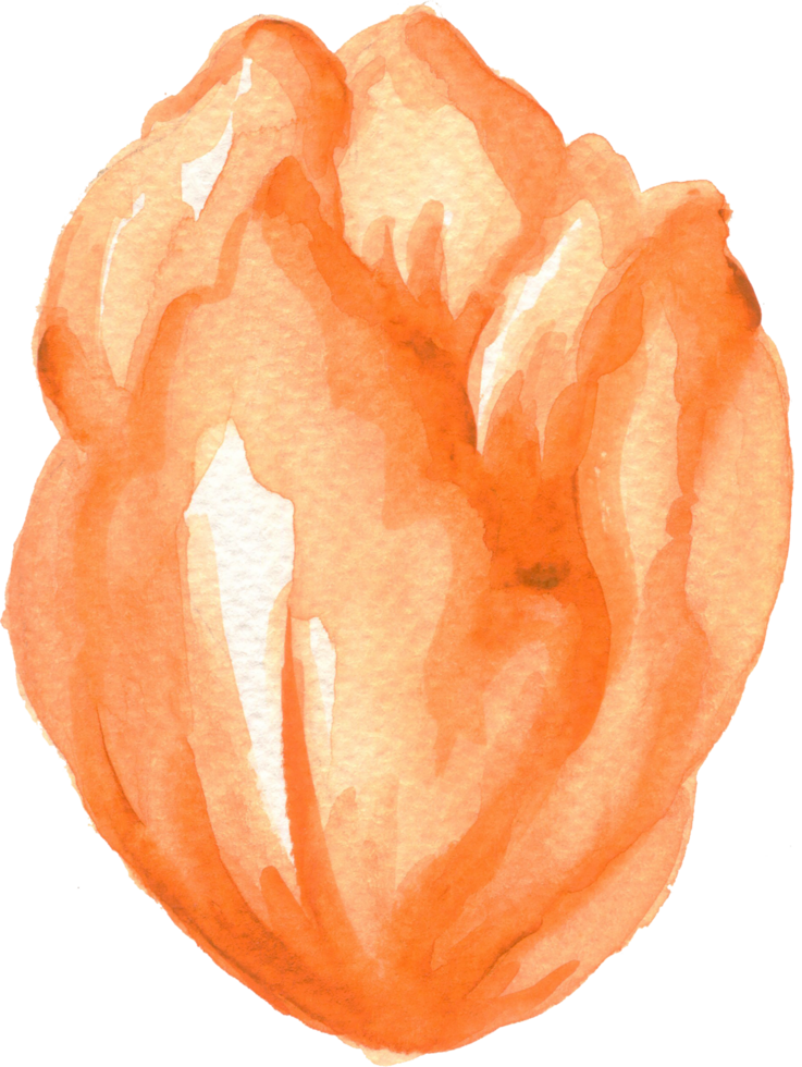 isolé aquarelle feuillage feuille fleur printemps tulipes champ png