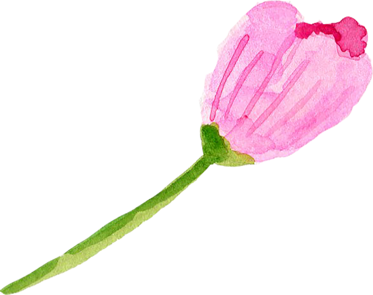 sakura cherry blossom png