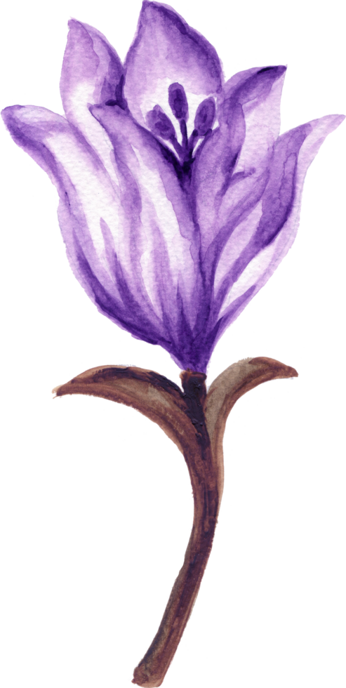 isolado aguarela folhagem folha flor Primavera tulipas campo png