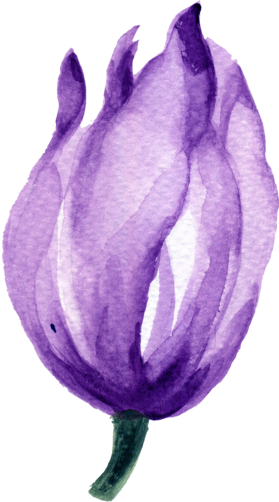 isolerat vattenfärg lövverk blad blomma vår tulpaner fält png