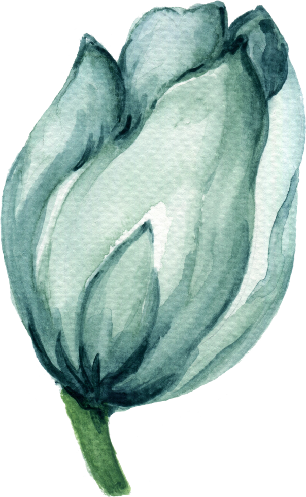 Isolated watercolor Foliage leaf flower spring tulips field png