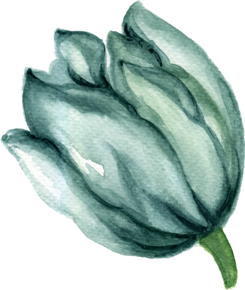 isolado aguarela folhagem folha flor Primavera tulipas campo png