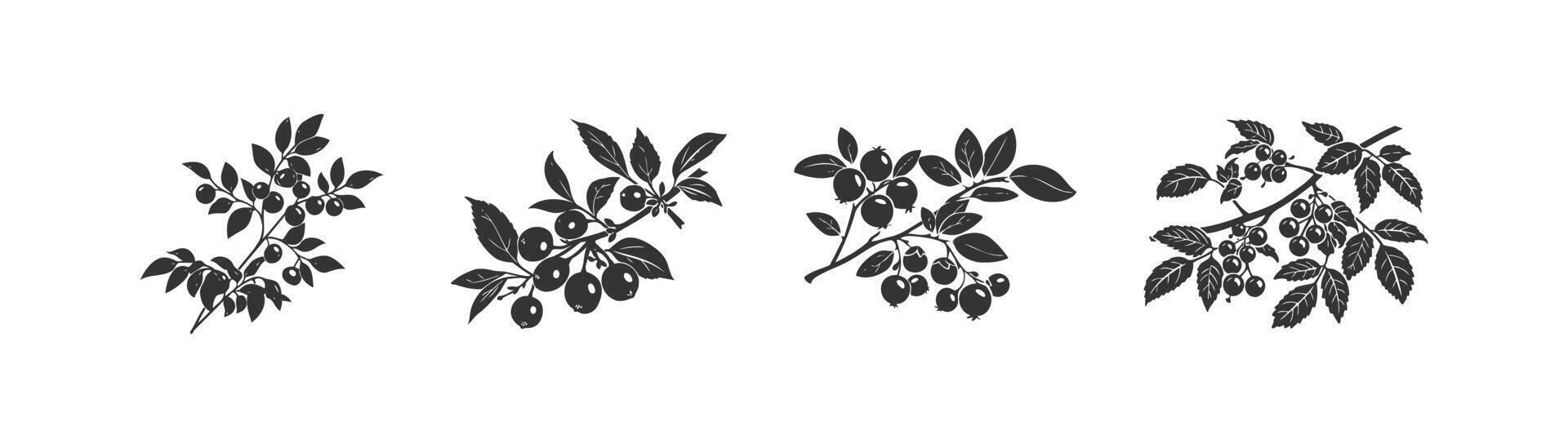 Blueberry branch icon set. Vector illustration design.