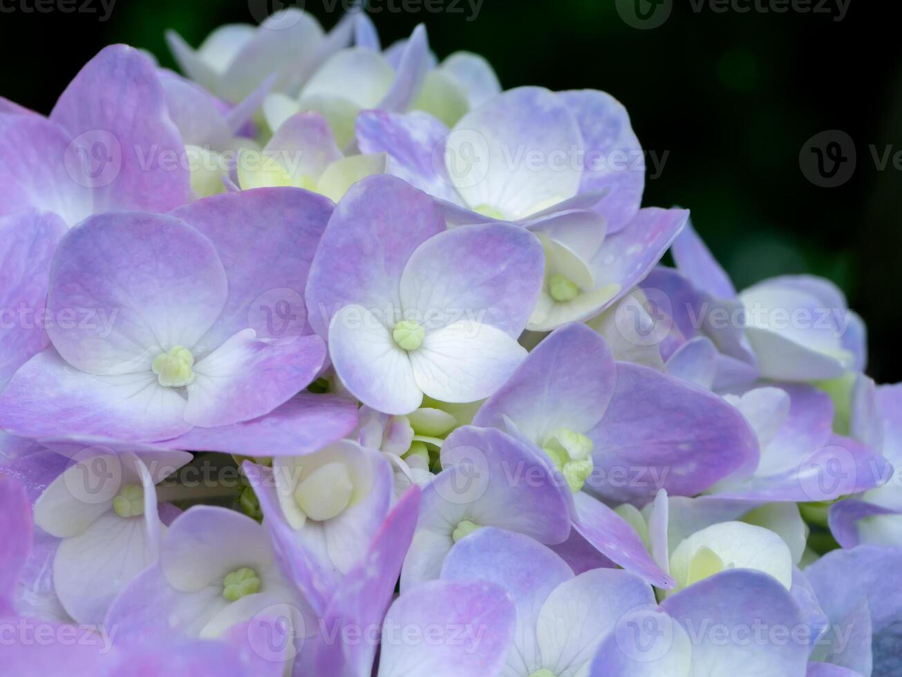 cerrar flor de hortensia foto