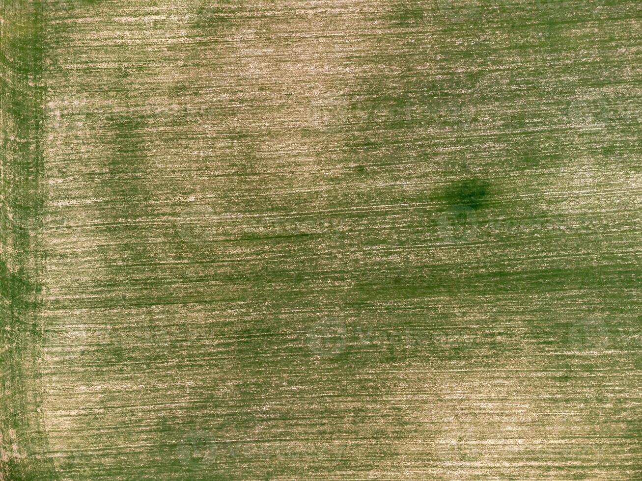 Aerial view on Green wheat field in countryside. Field of wheat blowing in the wind on sunset. Young and green Spikelets. Ears of barley crop in nature. Agronomy, industry and food production. photo