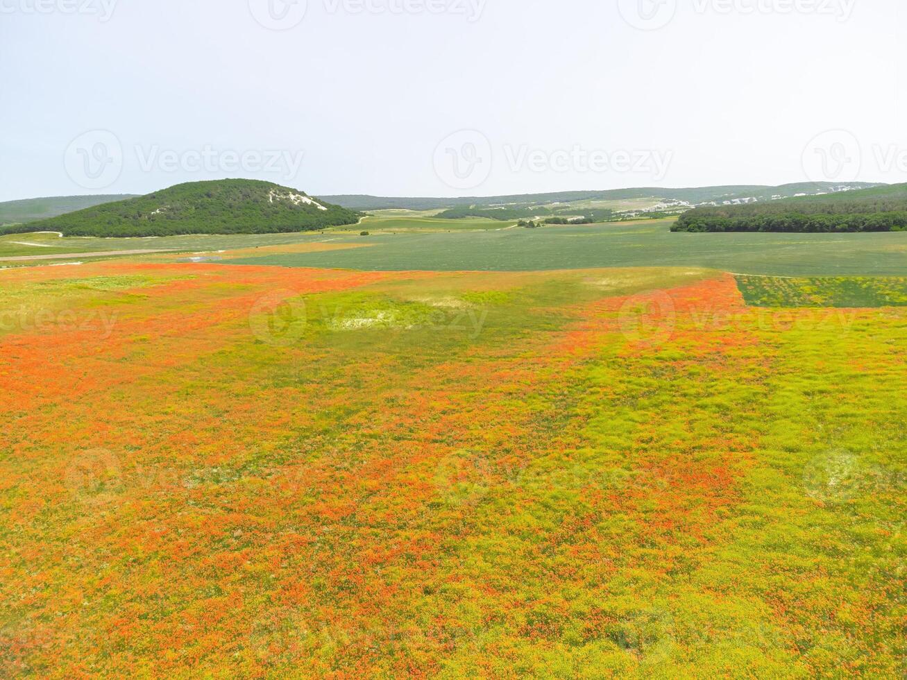 campo de rojo amapolas aéreo vista. hermosa campo escarlata amapolas flores con selectivo enfocar. rojo amapolas en suave ligero. claro de rojo amapolas papaver sp. nadie foto