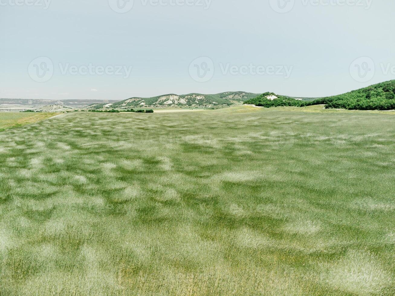 Aerial view on green wheat field in countryside. Field of wheat blowing in the wind like green sea. Young and green Spikelets. Ears of barley crop in nature. Agronomy, industry and food production. photo